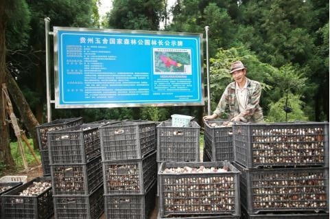 貴州六盤(pán)水 林下經(jīng)濟(jì)帶火赤松茸種植 村民在家門(mén)口實(shí)現(xiàn)務(wù)工就業(yè)