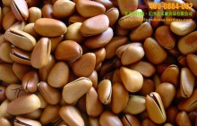 大量批發(fā)堅(jiān)果炒貨特級(jí)東北野生松子、開(kāi)口松子原味松子(大顆粒)_松子_干果炒貨_產(chǎn)品庫(kù)_口口可休閑食品網(wǎng)_中國(guó)休閑食品貿(mào)易網(wǎng)站_中國(guó)休閑食品供應(yīng)商首選電子商務(wù)網(wǎng)站